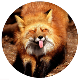 Le renard de port maubert